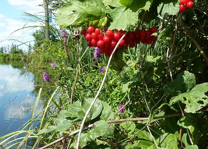 Spreewald Spreeaue 3* Burg (Spreewald)